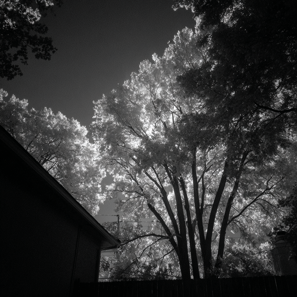 untreed micasization hesitatively undrying in the style of noir-lighting